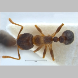 Tetramorium impurum Förster, 1850 dorsal