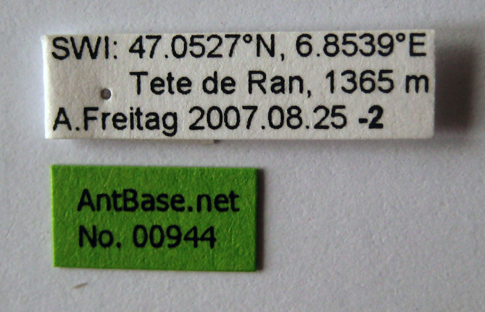 Tetramorium impurum label