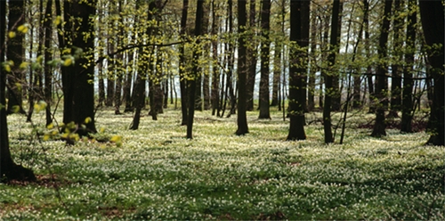 A forest with Anemone nemorosa