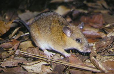 pacific spiny rat