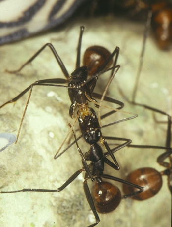 Camponotus gigas, Trophallaxis