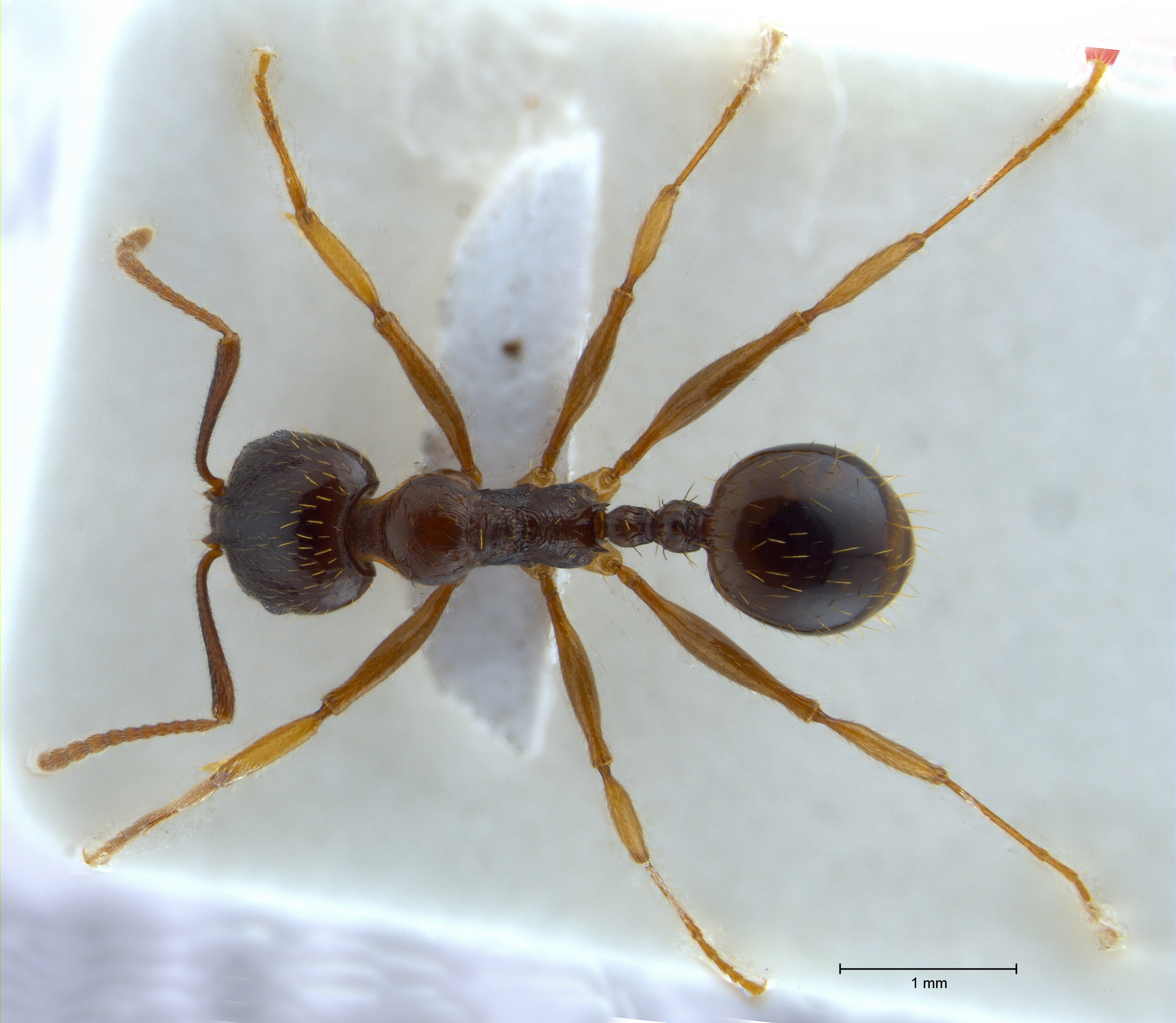 Aphaenogaster subterranea dorsal