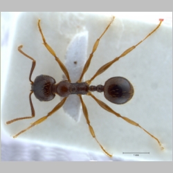 Aphaenogaster subterranea Latreille, 1798 dorsal