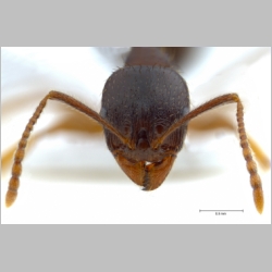 Aphaenogaster subterranea Latreille, 1798 frontal