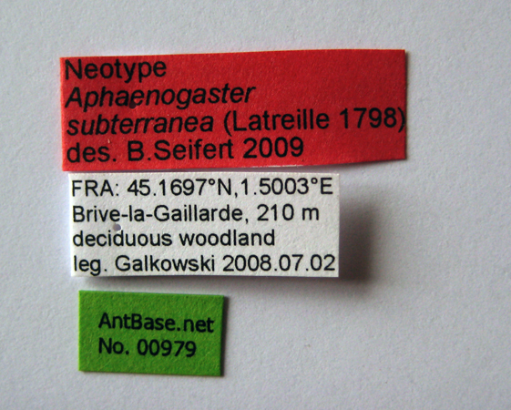 Aphaenogaster subterranea label