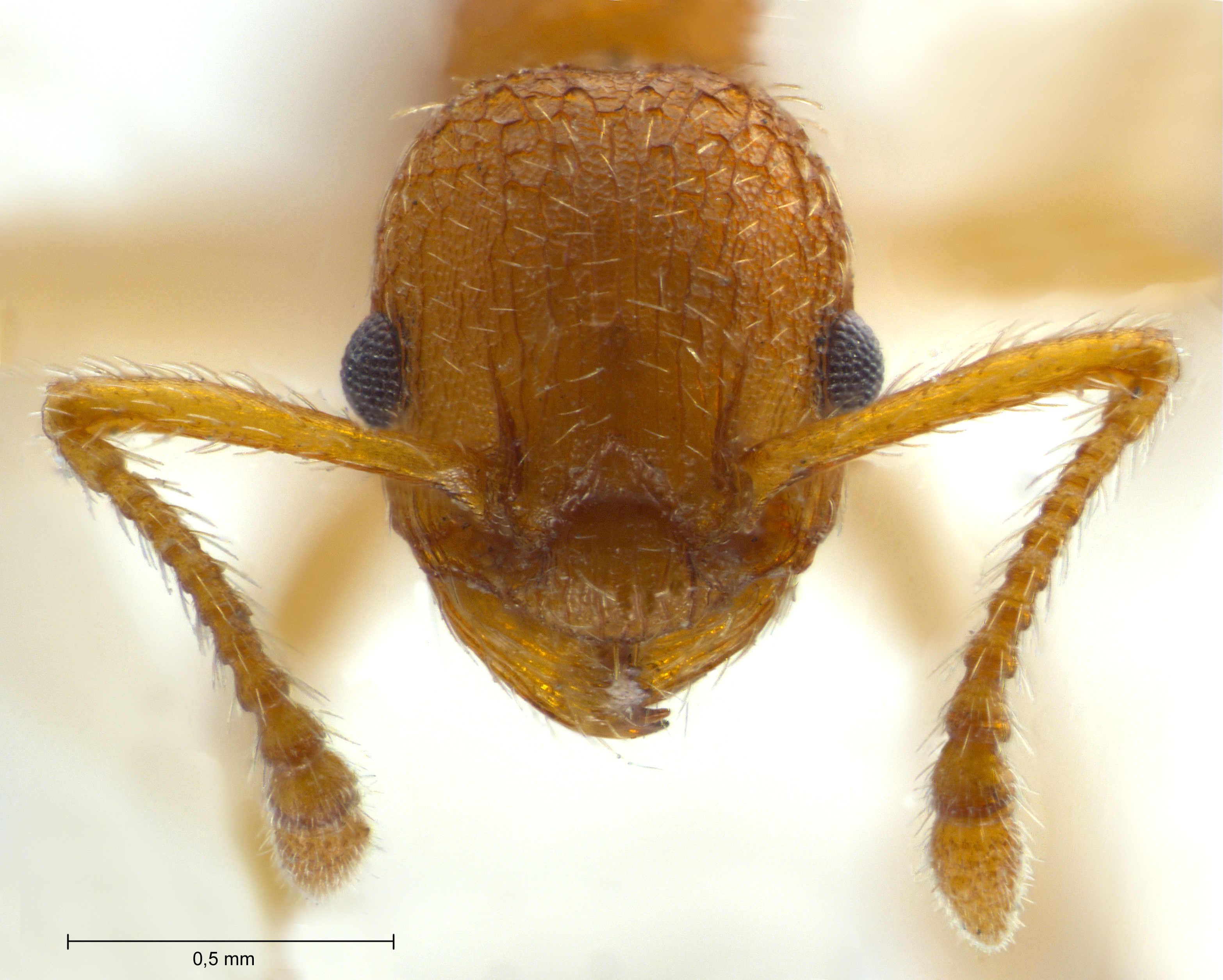 Myrmica constricta frontal