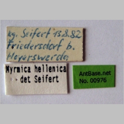 Myrmica constricta Karavaiev, 1934 label