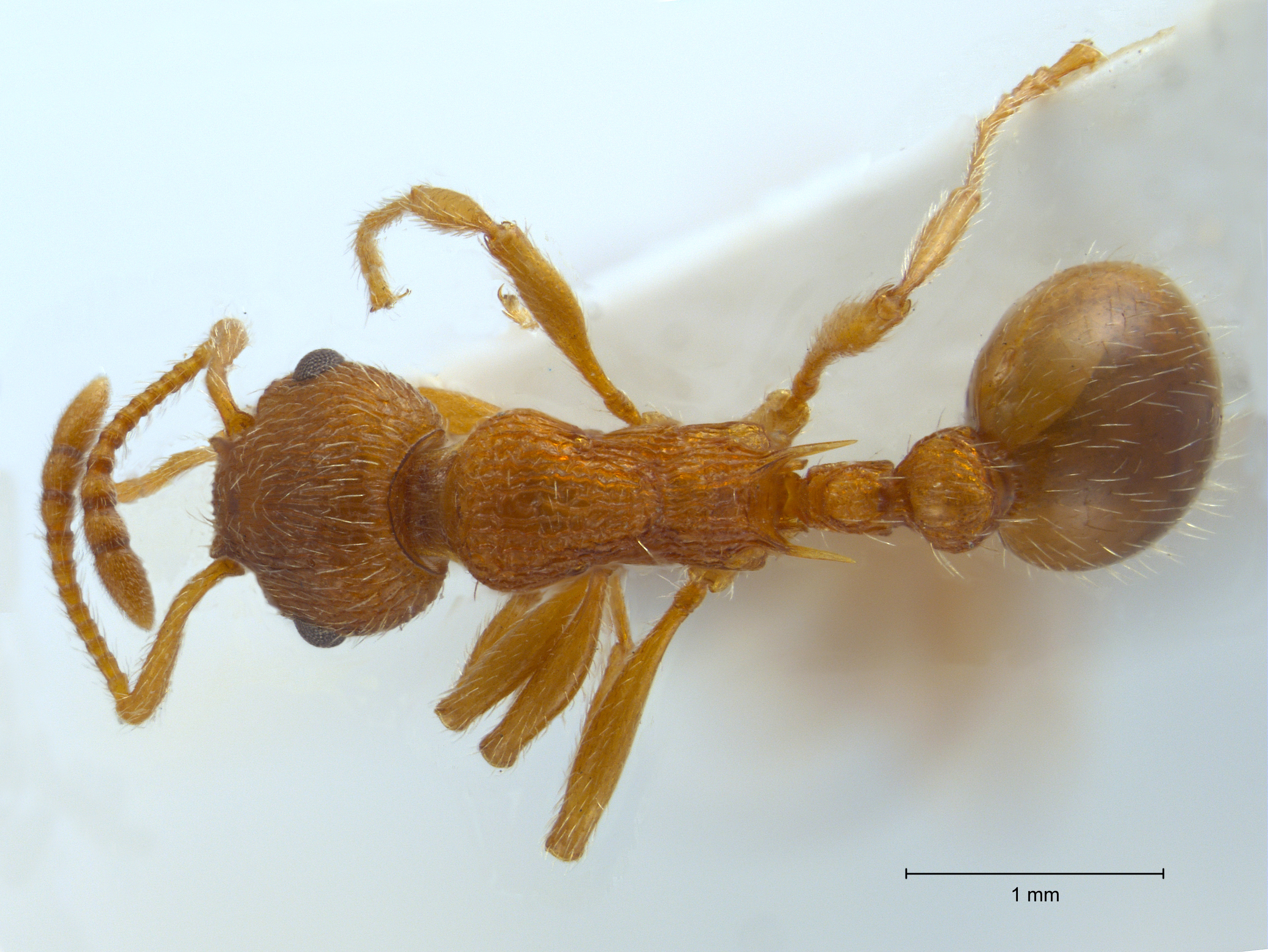 Myrmica gallienii dorsal