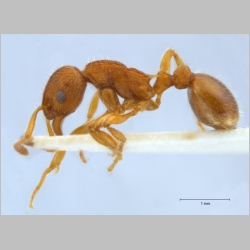 Myrmica gallienii Bondroit, 1920 lateral