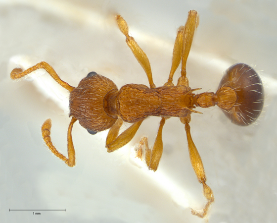 Myrmica specioides dorsal