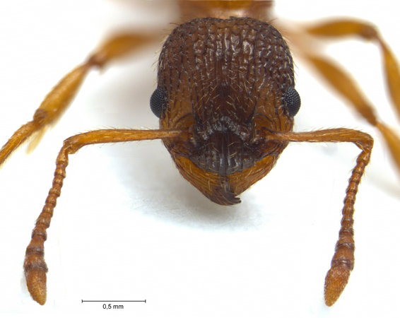 Myrmica sulcinodis frontal