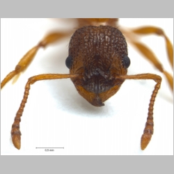 Myrmica sulcinodis Nylander, 1846 frontal