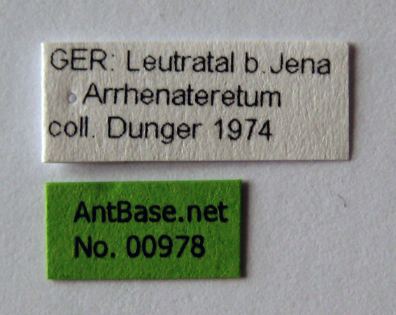 Ponera testacea label