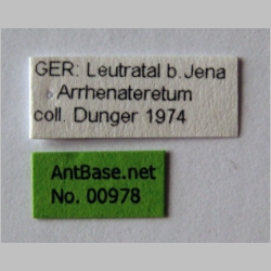 Ponera testacea Emery, 1895 label