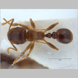 Tetramorium caespitum Linnaeus, 1758 dorsal