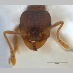 Tetramorium caespitum Linnaeus, 1758 frontal