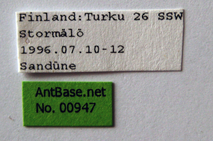 Tetramorium caespitum label