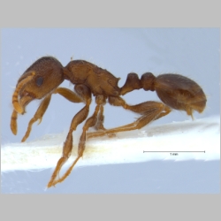 Tetramorium caespitum Linnaeus, 1758 lateral