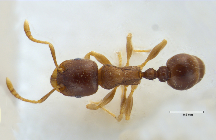 Tetramorium hungaricum dorsal