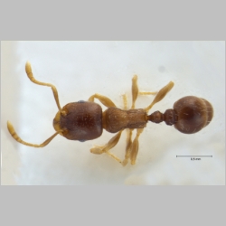 Tetramorium hungaricum Röszler, 1935 dorsal