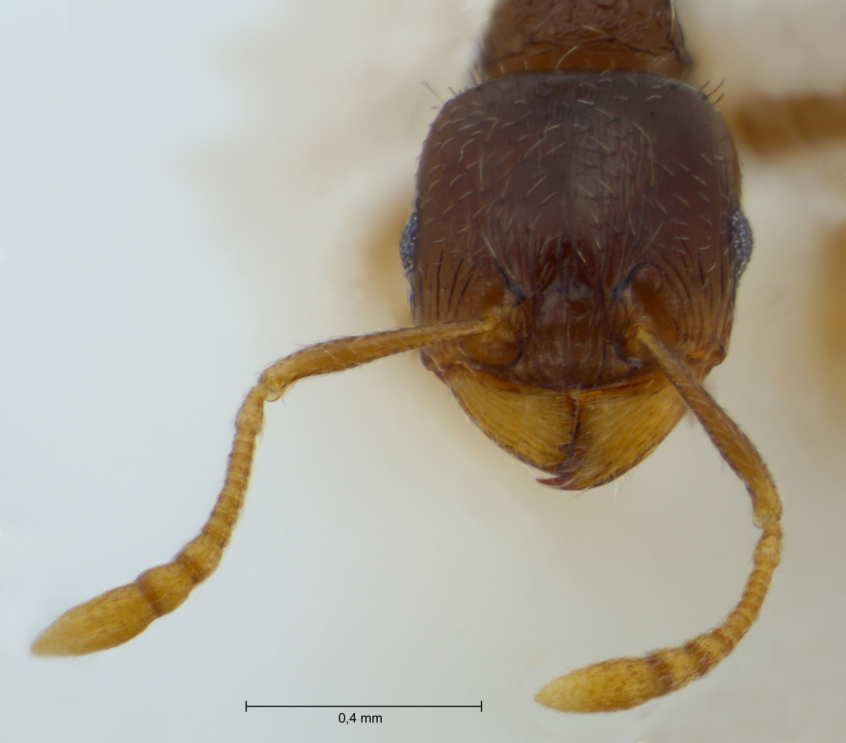 Tetramorium hungaricum frontal