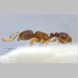 Tetramorium hungaricum Röszler, 1935 lateral