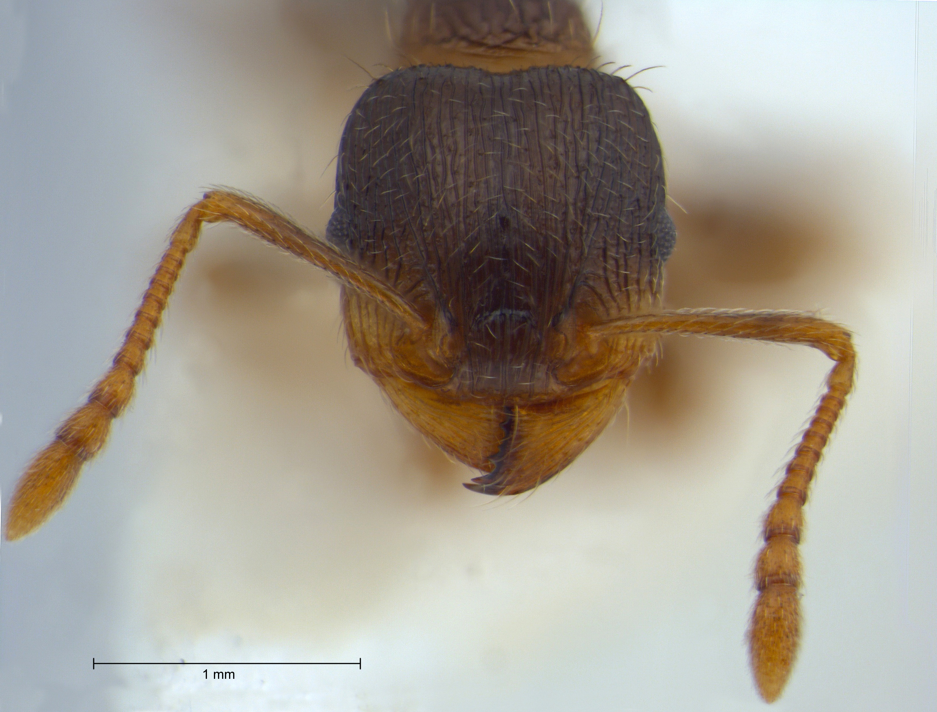 Tetramorium impurum frontal