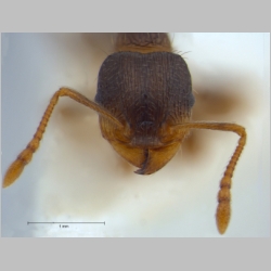 Tetramorium impurum Förster, 1850 frontal