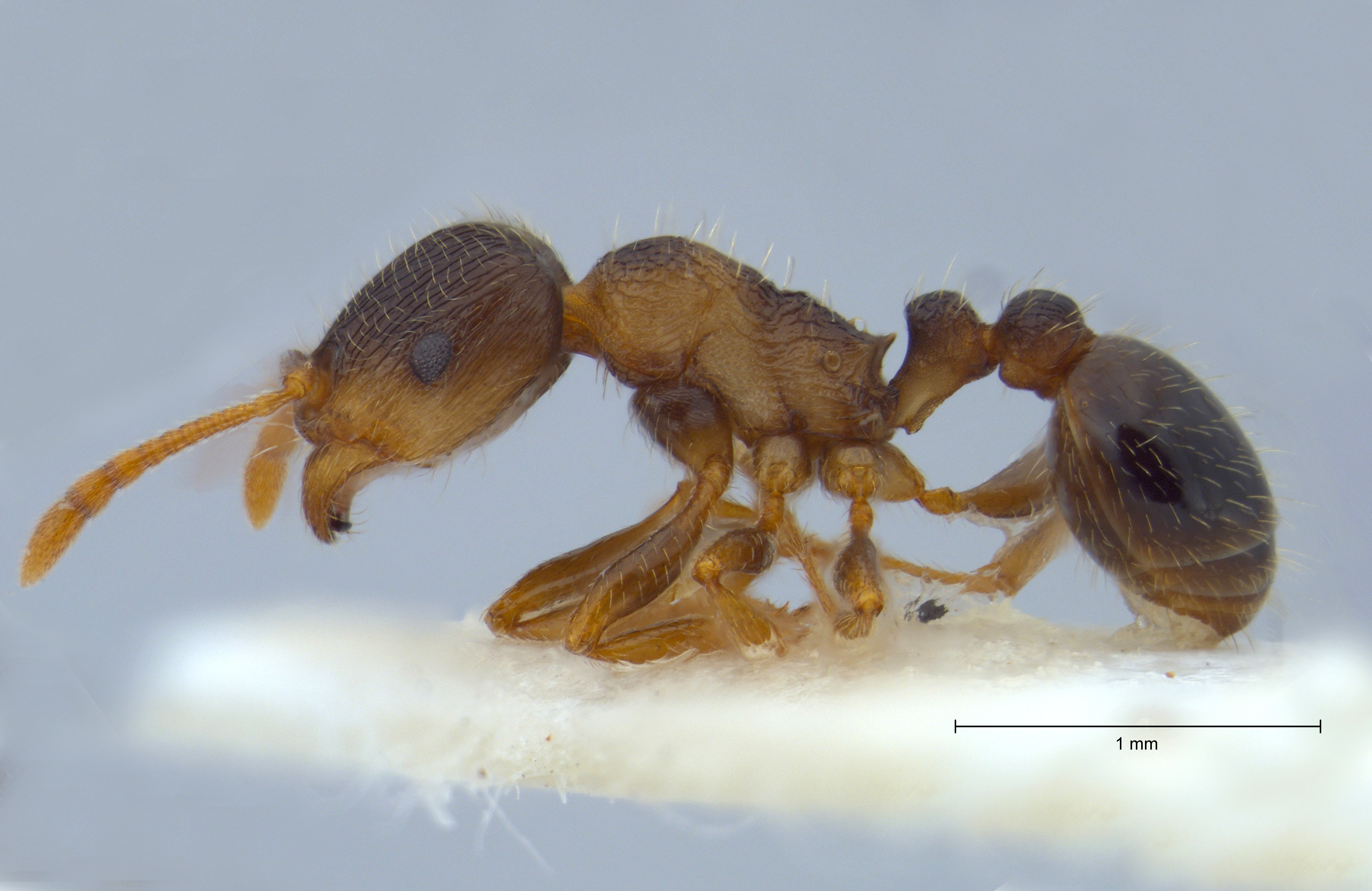 Tetramorium impurum lateral