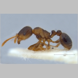 Tetramorium impurum Förster, 1850 lateral