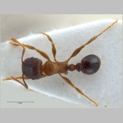 Tetramorium moravicum Kratochvil, 1941 dorsal