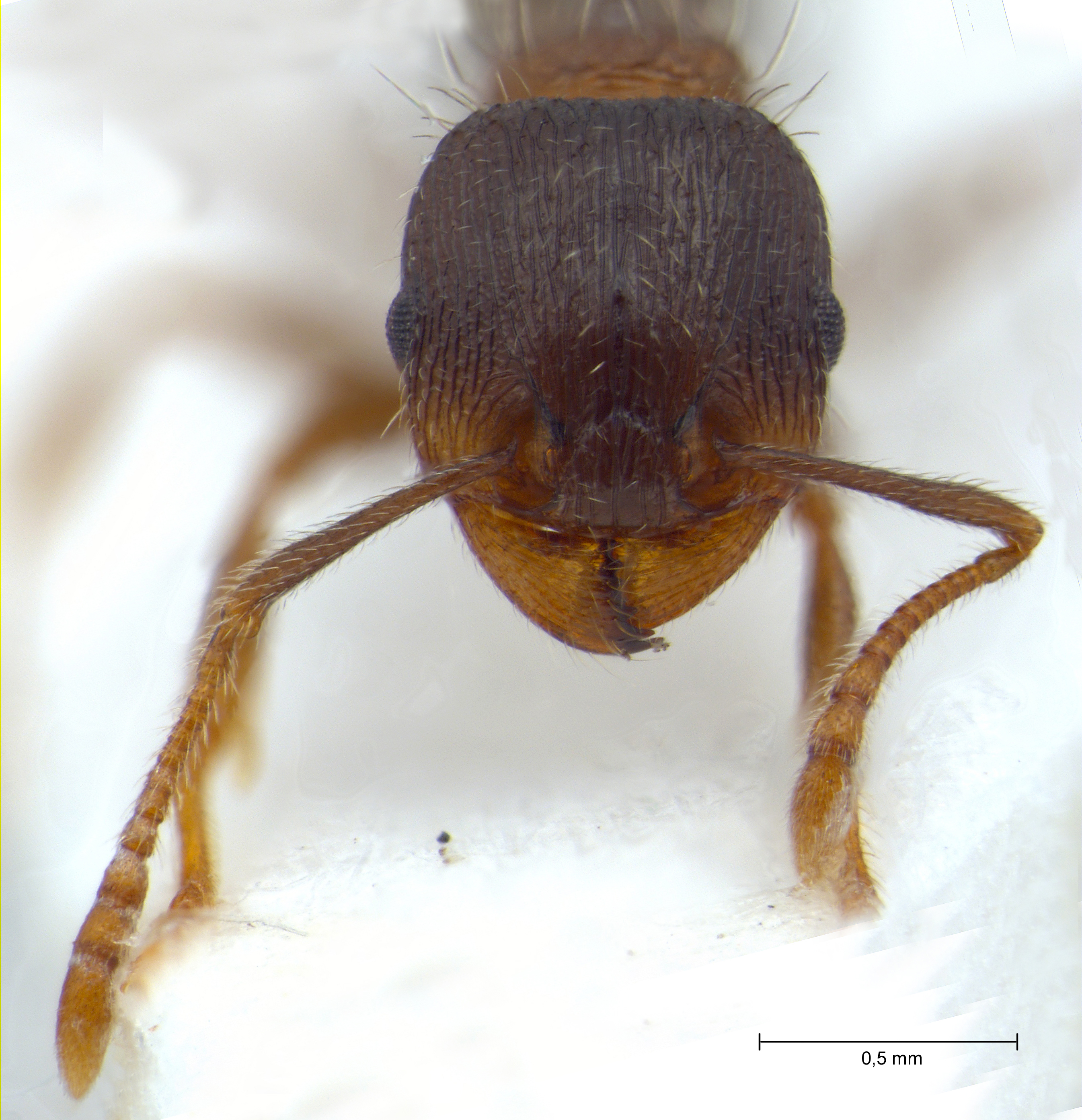 Tetramorium moravicum frontal