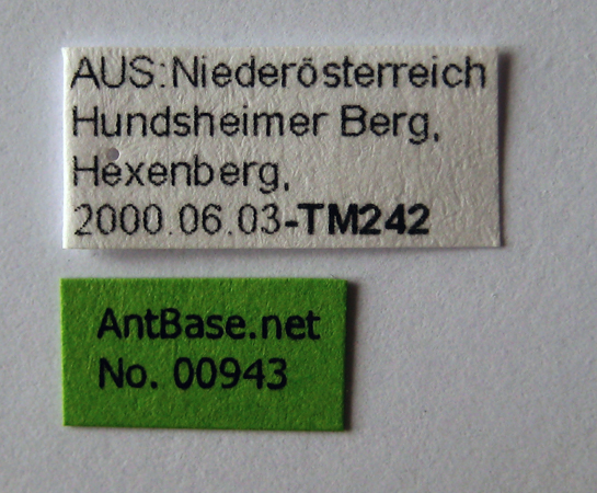 Tetramorium moravicum label