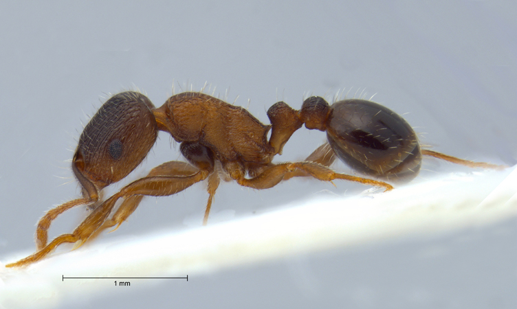 Tetramorium moravicum lateral