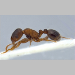 Tetramorium moravicum Kratochvil, 1941 lateral