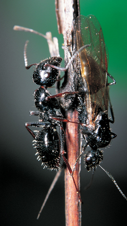 Camponotus piceus