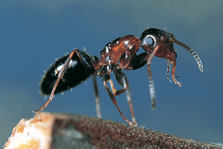 Camponotus truncatus