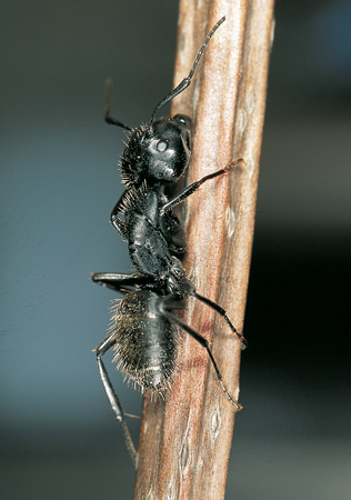 Camponotus vagus