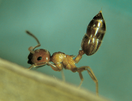 Crematogaster schmidti