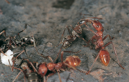 Formica cunicularia