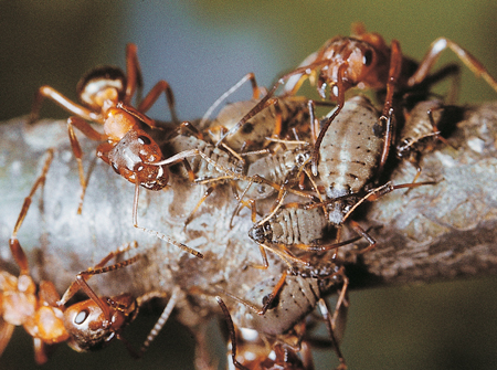 Formica sanguinea