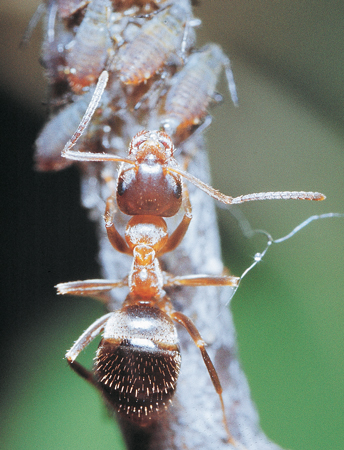 Lasius emarginatus