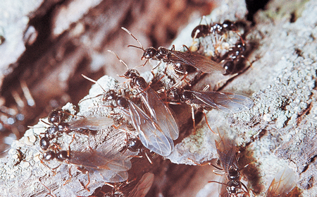 Lasius fuliginosus