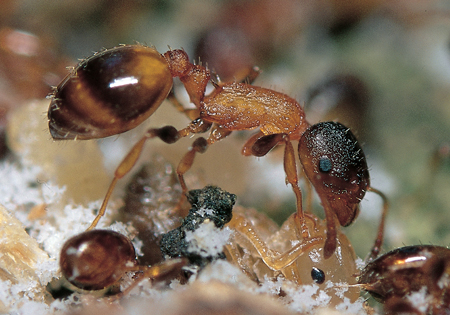 Leptothorax affinis