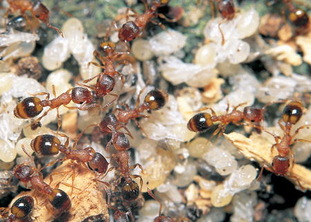 Leptothorax nylanderi