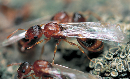 Leptothorax nylanderi