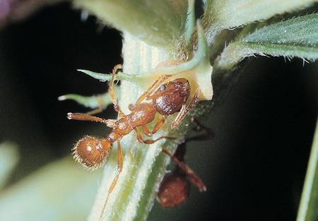 Myrmecina rubra