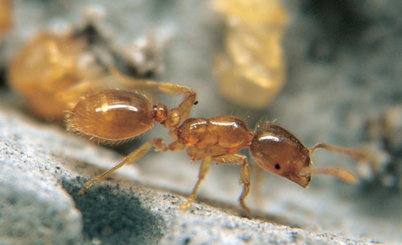 Solenopsis fugax