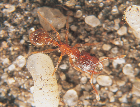 Strongylognathus testaceus