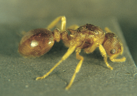 Symbiomyrma 
  karavajevi